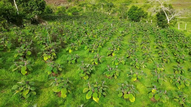 Lulo plantation from above, Rows of Solanum quitoense in tropical farm, Lulo fields Solanum quitoense with green vegetation. High quality 4k footage