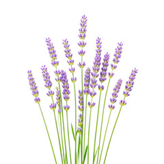 Naklejka premium A cluster of delicate purple lavender flowers with green stems isolated on a transparent background isolated on transparent background