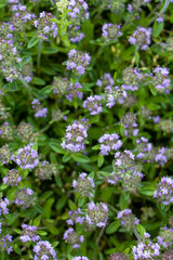 Blooming thyme. Creeping thyme (Thymus serpyllum) growing in natural conditions. top view