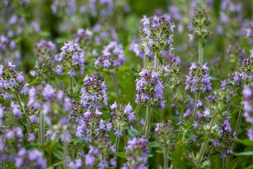 Blooming thyme. Creeping thyme (Thymus serpyllum) growing in natural conditions.
