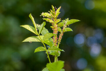 Macrosiphum rosae. Aphids on young shoots of rose hips
