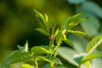 Macrosiphum rosae. Aphids on young shoots of rose hips