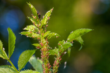 Macrosiphum rosae. Aphids on young shoots of rose hips