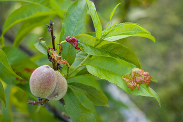 Curliness of peach leaves. Diseases and pests of the peach tree.