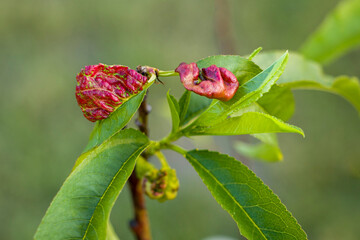 Curliness of peach leaves. Diseases and pests of the peach tree.