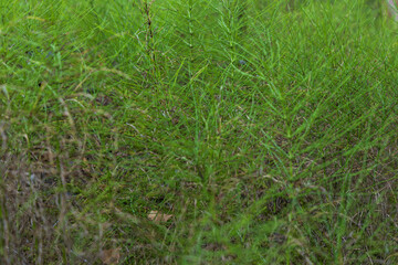 Flooded quarry with wetland. Flora and fauna. Beautiful flowers in the meadow