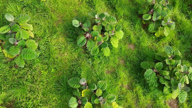 Aerial view of lulo plantation, Rows of Solanum quitoense plants in tropical farm, Lulo plantation Solanum quitoense with green plants. High quality 4k footage
