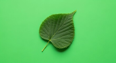 green leaf on green screen for digital design