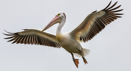 Fototapeta premium Majestic Pelican Soaring Gracefully Through a Clear Sky Displaying its Expansive Wingspan in a Stunning Aerial Flight