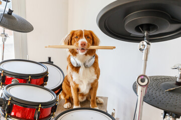 Red-haired Nova Scotia Duck Tolling Retriever dog sitting behind a drum set, a funny musical pet concept. Cute dog musician posing indoors, animal playing drums, creative pet photo