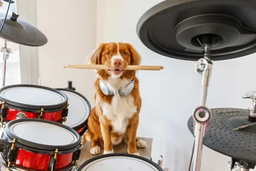 Red-haired Nova Scotia Duck Tolling Retriever dog sitting behind a drum set, a funny musical pet concept. Cute dog musician posing indoors, animal playing drums, creative pet photo © ANASTASIA
