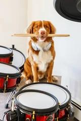 Red-haired Nova Scotia Duck Tolling Retriever dog sitting behind a drum set, a funny musical pet concept. Cute dog musician posing indoors, animal playing drums, creative pet photo © ANASTASIA