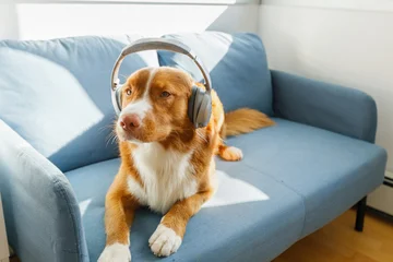 Red haired Nova Scotia Duck Tolling Retriever dog lying on a sofa wearing gray headphones. Cute relaxed pet listening to music, cozy home scene, funny dog portrait © ANASTASIA