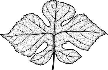 Obraz premium Grape leaf illustration botanical line art