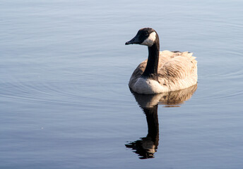 Canada Goose Reflected in Tranquil Water