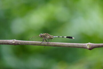 Close-up of a dragonfly on a stem with a blurry greenary background 