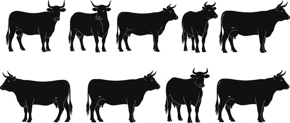 Silhouette Vector Collection of Cows and Bulls in Standing Poses for Farm, Livestock, Agriculture, Ranch, and Animal Husbandry Designs