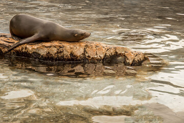 Sea lion resting on a rocky surface by the water, showcasing natural habitat and tranquility