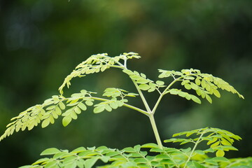 Compound Green Leaves – Close-Up of Pinnate Foliage in Natural Outdoor Setting