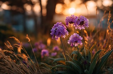 Close-up captures vibrant purple flowers bathed in golden hour sunlight, contrasted with blurred background