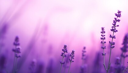 Abstract hazy lavender backdrop, soft focus, dreamy purple hues,  pastel,  purple haze