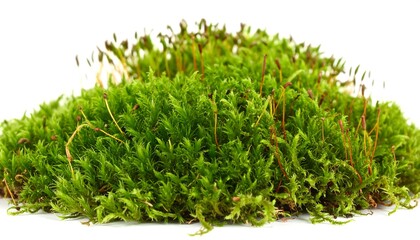 Close-up view of a vibrant clump of lush green moss, showcasing intricate details and a natural, earthy texture.