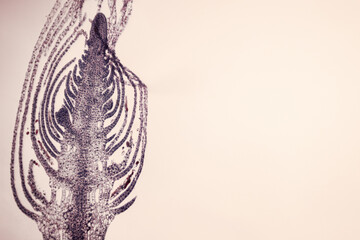 Microscopic view of plant tissue showing densely packed cells and vascular structures, stained in purple and black.