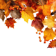 Autumn leaves and berries