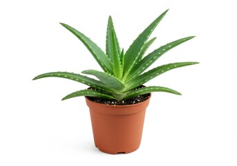 Aloe vera plant in brown plastic pot on white backdrop. Sharp green leaves. Soil in pot. Isolated. Studio shot