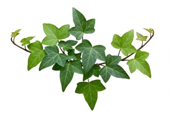Ivy stems with leaves, isolated