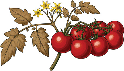 Ripe roma tomatoes on vine with blossoms © Marufin Art