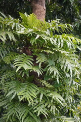 The epiphytic fern growing on the trunk of a tree