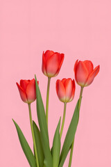 Fototapeta premium Four Vibrant Red Tulips Against a Pink Background