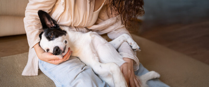 Relaxed dog enjoys the petting of the owner hand. Happy black and white dog petted by woman in blue jeans. sleepy contented dog. long banner