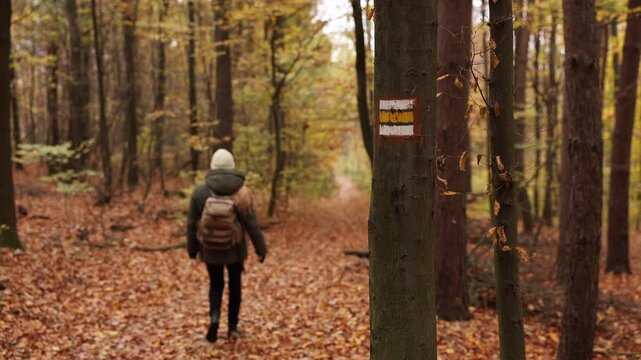Autumn forest path with hiking trail marker and footpath sign on tree. Woman tourist walks around. Fall season in woods. Handheld shot