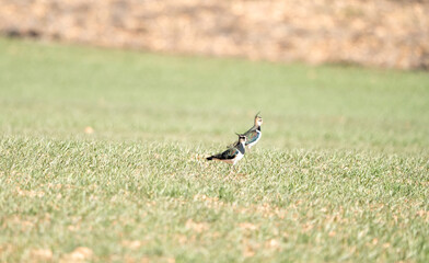 European Lapwing (Vanellus vanellus) photographed in Spain