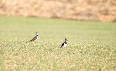 European Lapwing (Vanellus vanellus) photographed in Spain