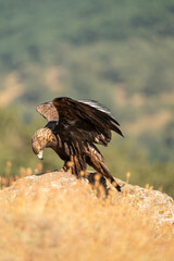 Golden eagle (Aquila chrysaetos) photographed in Spain