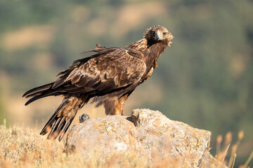Golden eagle (Aquila chrysaetos) photographed in Spain