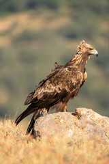 Golden eagle (Aquila chrysaetos) photographed in Spain