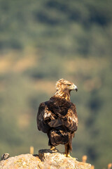 Golden eagle (Aquila chrysaetos) photographed in Spain