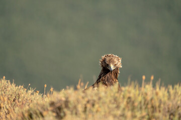Golden eagle (Aquila chrysaetos) photographed in Spain