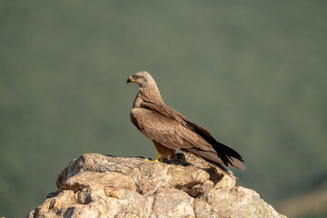 Black kite (Milvus migrans) photographed in Spain
