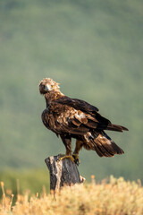 Golden eagle (Aquila chrysaetos) photographed in Spain