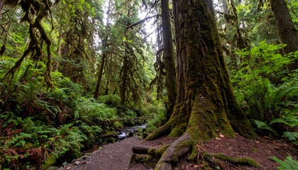 Obraz premium Lush, verdant forest floor with towering, mossy trees and a small stream meanders through the undergrowth.
