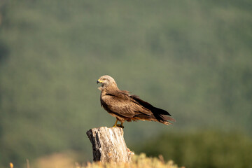 Black kite (Milvus migrans) photographed in Spain
