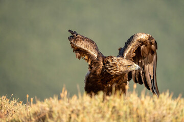 Golden eagle (Aquila chrysaetos) photographed in Spain