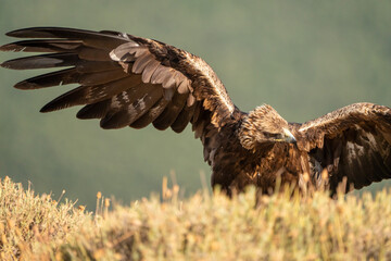 Golden eagle (Aquila chrysaetos) photographed in Spain
