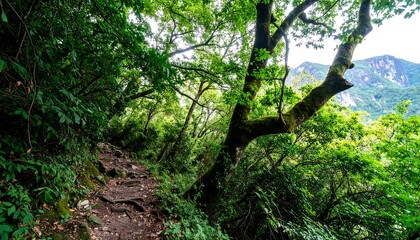 Lush, verdant forest path winds upward, with a moss-covered tree reaching towards a misty mountain backdrop.