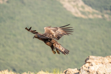 Golden eagle (Aquila chrysaetos) photographed in Spain